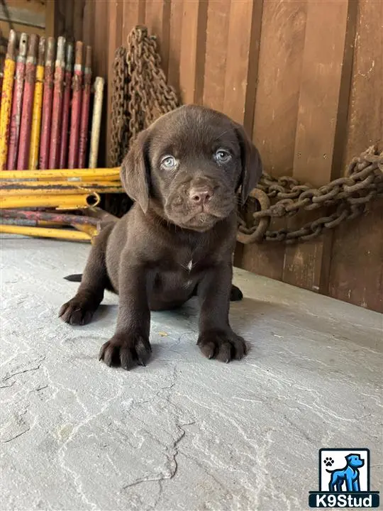 Labrador Retriever